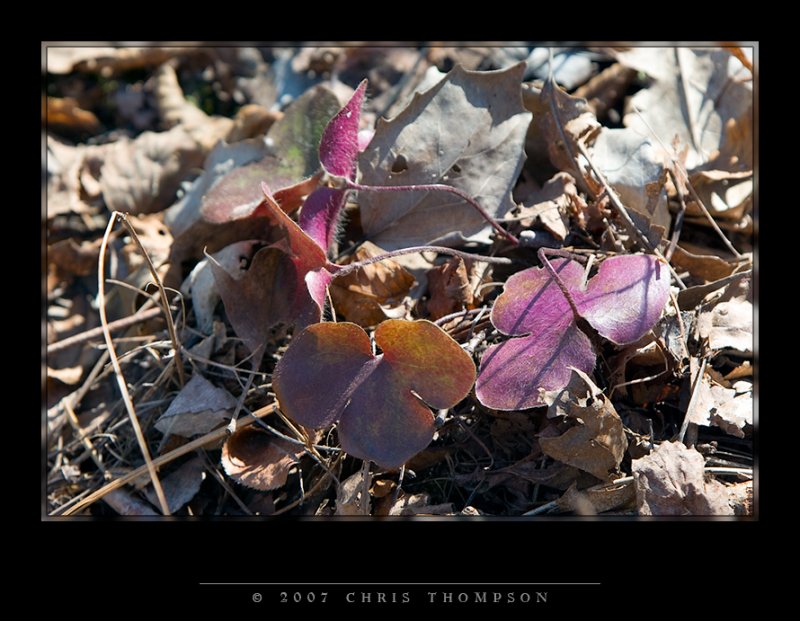 IMGP1476 copy.jpg