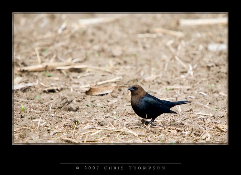 IMGP1734 copy.jpg