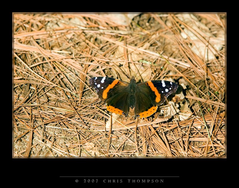 IMGP1744 copy.jpg