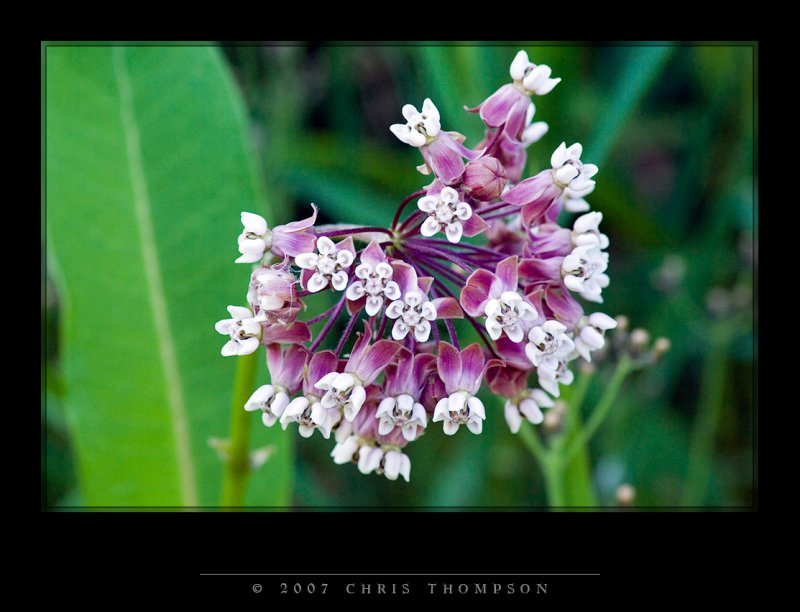 IMGP2218 copy.jpg