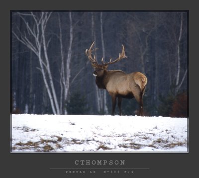 Wapiti