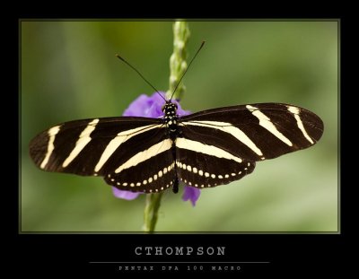 Zebra Longwing