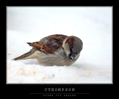 House Sparrow