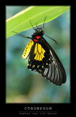 Birdwing