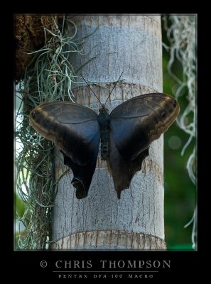 Owl Butterfly