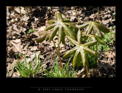 IMGP1627 copy.jpg