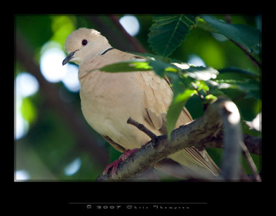IMGP2499 copy.jpg