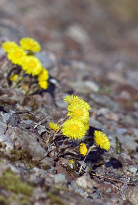 Tussilago