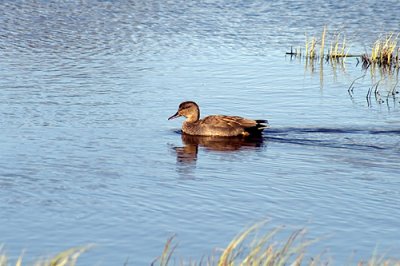 Snatterand
