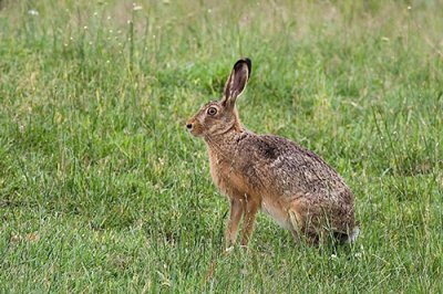 Hare