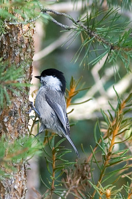 Talltita (Parus montanus)