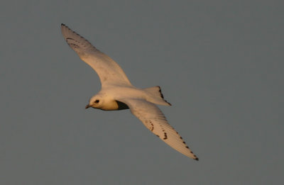 Ivory Gull   Isms  (Pagophila eburnea)