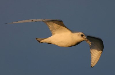 Ivory Gull   Isms  (Pagophila eburnea)
