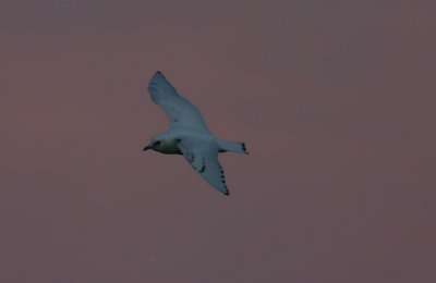 Ivory Gull   Isms  (Pagophila eburnea)