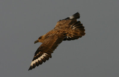 Great Skua  Storlabb  (Catharacta skua)