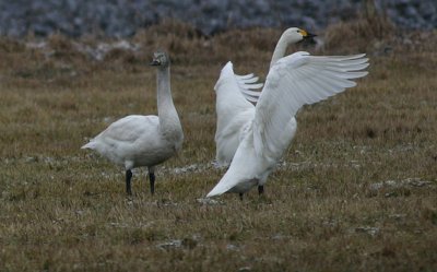 Bewick's Swan  Mindre sngsvan  (Cygnus bewickii) 2004