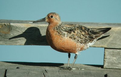 Red Knot  Kustsnppa  (Calidris canutus) 2002