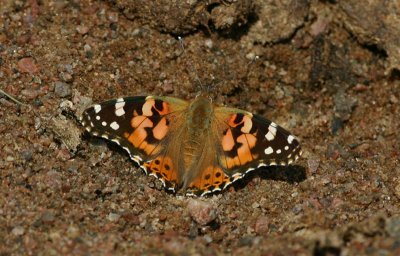 Painted Lady  Tistelfjril  (Vanessa cardui)