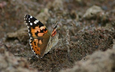 Painted Lady  Tistelfjril  (Vanessa cardui)