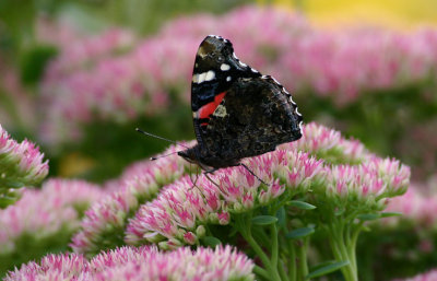 Red Admiral  Amiral  (Vanessa atalanta)