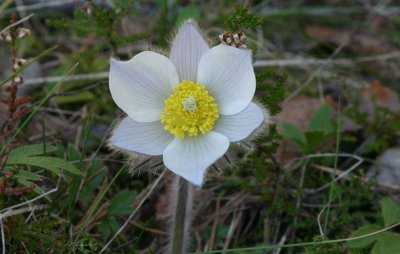 Mosippa  (Pulsatilla vernalis)
