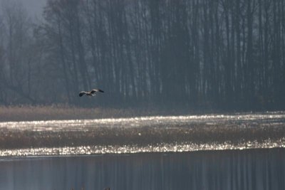 Western Marsh Harrier  Brun krrhk  (Circus aeruginosus)