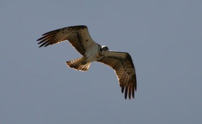 Osprey  Fiskgjuse  (Pandion haliaetus)