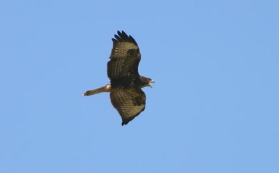 Common Buzzard  Ormvrk  (Buteo buteo)