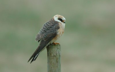 Red-footed Falcon  Aftonfalk  (Falco vespertinus) 2003