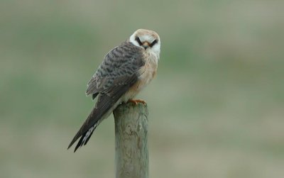 Red-footed Falcon  Aftonfalk  (Falco vespertinus) 2003