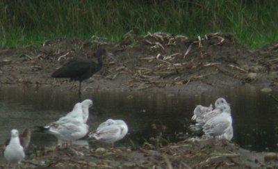 Glossy Ibis Bronsibis (Plegadis falcinellus)