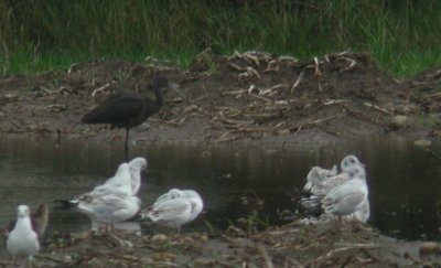 Glossy Ibis  Bronsibis  (Plegadis falcinellus)