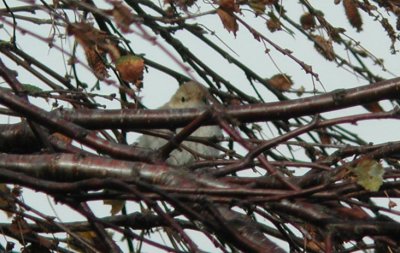 Booted Warbler  Stppsngare  (Hippolais caligata)