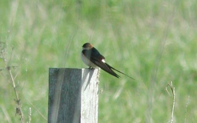 Red-rumped Swallow  Rostgumpsvala  (Hirundo daurica)