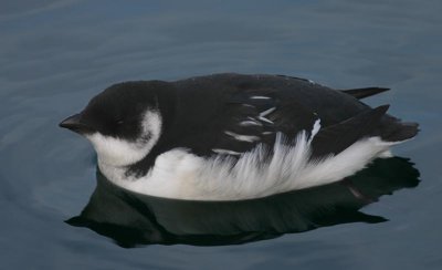 Little Auk Alkekung (Alle alle)