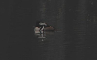 Hooded Merganser Kamskrake (Mergus cucullatus)