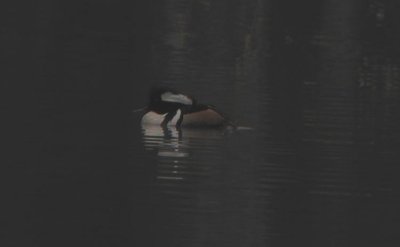 Hooded Merganser  Kamskrake  (Mergus cucullatus)