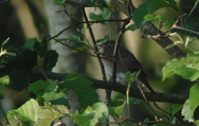 River Warbler Flodsångare (Locustella fluviatilis) 2002