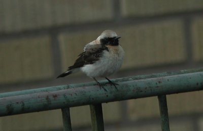 Black-eared Wheatear  Medelhavsstenskvtta  (Oenanthe hispanica)