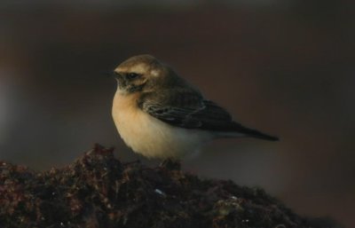 Pied Wheatear  Nunnestenskvtta  (Oenanthe pleschanka)