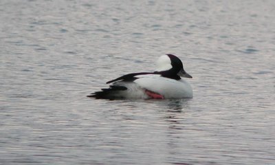 Bufflehead  Buffelhuvud  (Bucephala albeola)