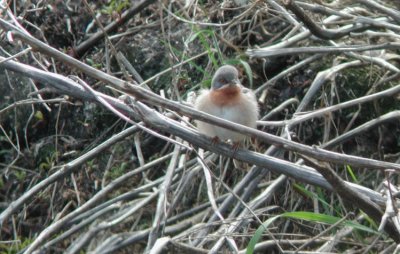 Subalpine Warbler Rödstrupigsångare (Sylvia cantillans)