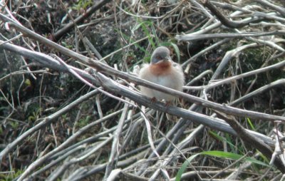 Subalpine Warbler  Rdstrupigsngare  (Sylvia cantillans)