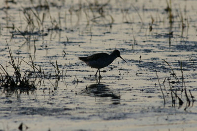 Marsh Sandpiper  Dammsnppa  (Tringa stagnatilis) 2004