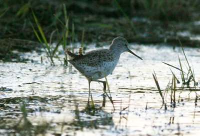 Marsh Sandpiper  Dammsnppa  (Tringa stagnatilis) 2004