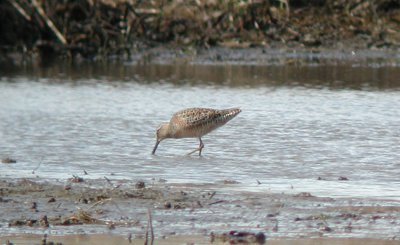Long-billed Dowitcher Större beckasinsnäppa (Limnodromus scolopaceus)