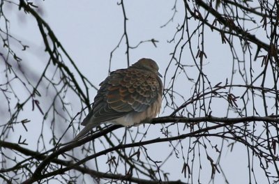 Oriental Turtle Dove  Strre turturduva  (Streptopelia orientalis)