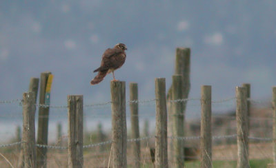 Pallid Harrier  Stpphk  (Circus macrourus)