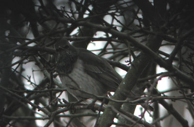 Dark-throated Thrush  Taigatrast  (Turdus ruficollis)