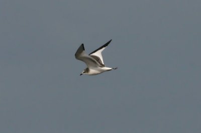 Sabine's Gull  Trnms  (Larus sabini)